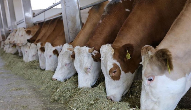 Tarım Kredi yem fiyatlarına 6 gün arayla bir zam daha yaptı! İşte 21 Nisan 2022 yem fiyat listesi...