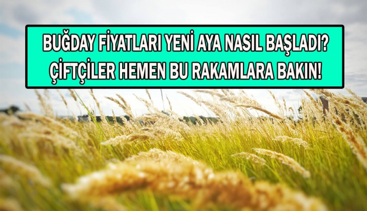 Çiftçiler merakla bekliyor: Buğday alım fiyatı ne zaman açıklanacak? Hangi borsada şu an buğday fiyatları kaç TL?