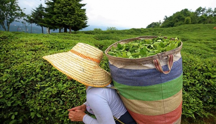 Çiftçiler dikkat! Fark ödemesi desteği resmen açıklandı! Hemen şartlara bakın!