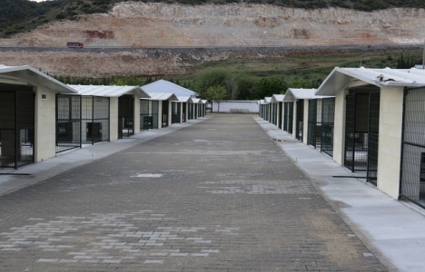 Akhisar Hayvan Barınağı'nda sona gelindi!