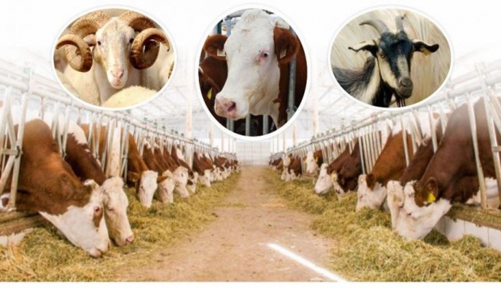 2022 Kurban fiyatları belli oldu! İşte güncel büyükbaş ve küçükbaş kurban fiyat listesi