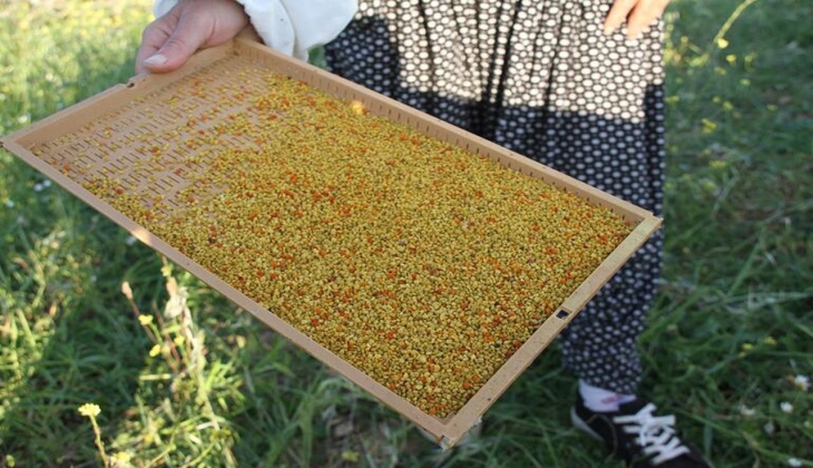 Avrupa nın tercihi Mersin poleni! Kilo başına 300 liradan ihraç ediliyor!