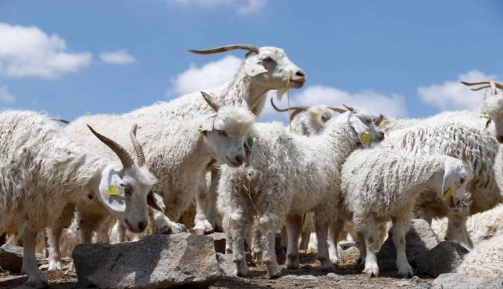 Köyde iş arayanlar dikkat! 8-10 bin TL maaşla çoban bulamıyorlar