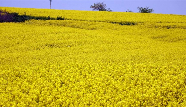 Çiftçilere yüzde 75 hibeli kanola müjdesi! Kanola fiyatları kaç TL? 20 Eylül 2022 fiyat listesi...