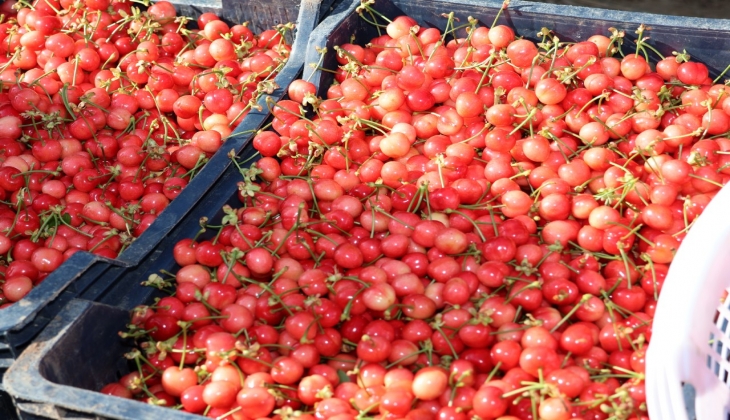 Kirazda hasat coşkusu! Bu yıl kiraza doyacağız ama fiyatlar şimdilik el yakıyor! 
