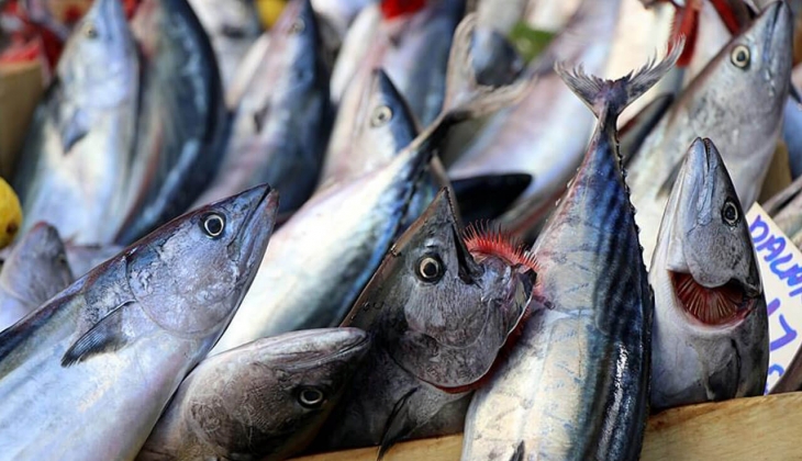 İstanbul Balık Hali nde palamut, hamsi, istavrit, somon ne kadar? İşte 23 Aralık 2022 fiyat listesi