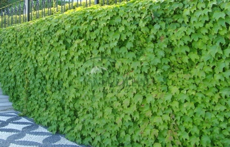 Sarmaşıklı ev 30 yıldır doğal klimalı!