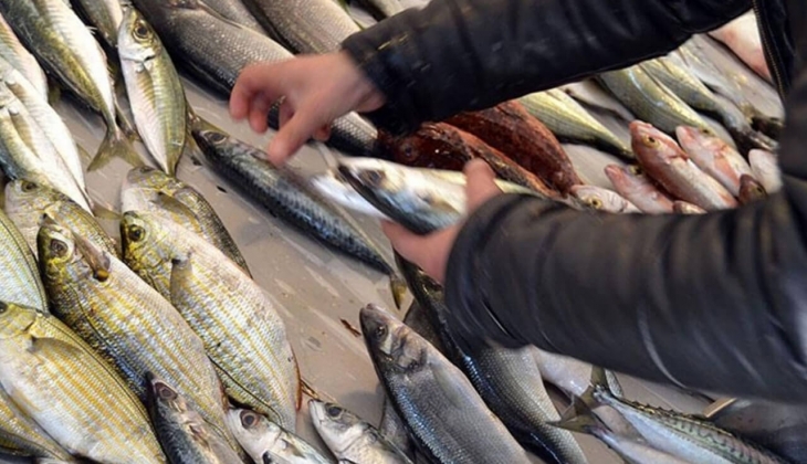 İstanbul Balık Hal fiyatları yayımlandı! İstanbul Balık Hali nde hangi balıklar satılıyor? 12 Eylül 2022 fiyat listesi