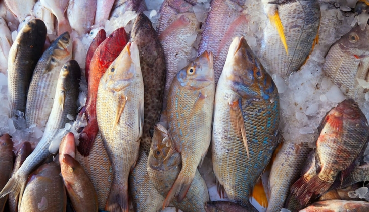 İstanbul Balık Hali fiyatları ne kadar? İşte 20 Mayıs 2022 fiyat listesi