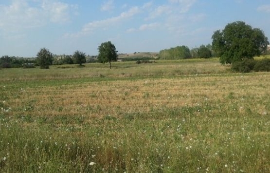 Miras kalan tarla nasıl paylaşılır?