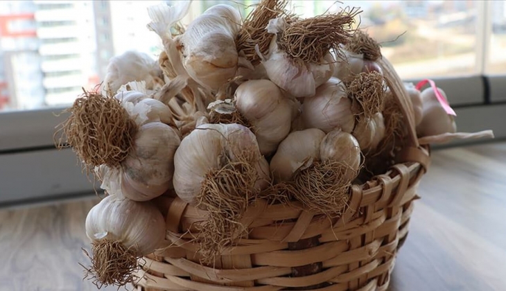 Beyaz altın Taşköprü sarımsağının hasat dönemi başladı! Fiyatlar gün yüzüne çıktı! 2023 Taşköprü sarımsak fiyatı