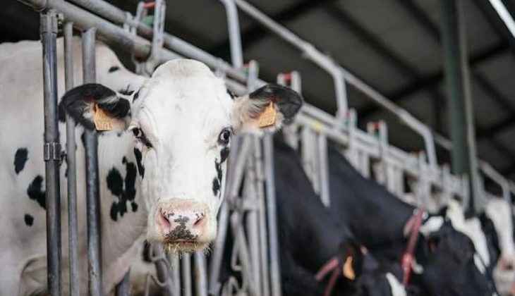 Süt fiyatlarında tehlikeli gelişme! Hayvancılık sektörüne faturası ağır olur