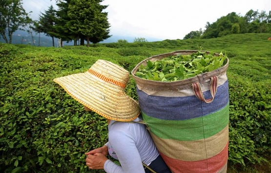 ÇAYKUR 630 işçi alacak! İşte başvuru şartları!