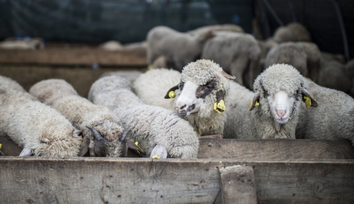 Bayramın son gününde kurbanlık fiyatları düştü mü? 2022 kurbanlık fiyatları ne kadar oldu?
