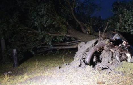 Ağrı'da hortum ağaçları yerinden söktü!