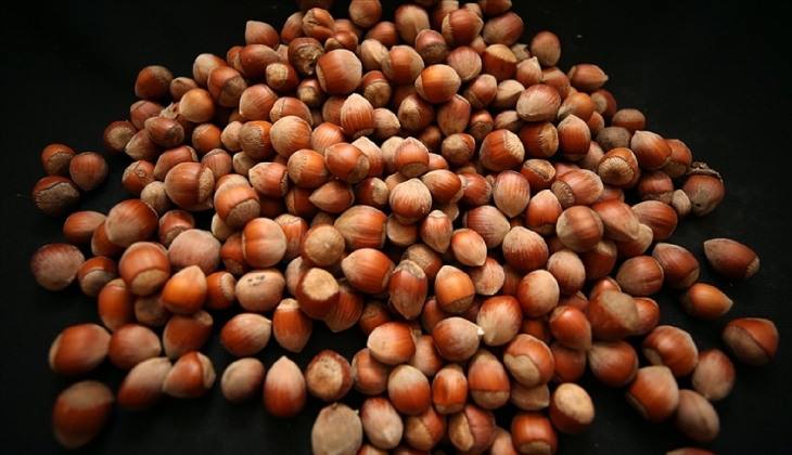 Fındığı olan yaşadı! Fındık fiyatı rekor kırarak, 20 lira birden arttı!