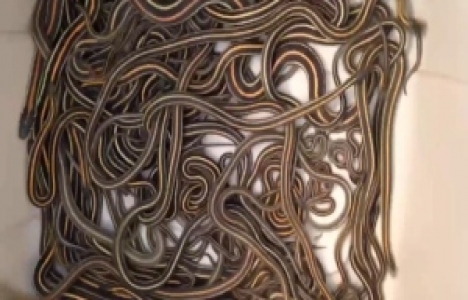 Kanada’da bir evden 100'den fazla yılan çıktı!