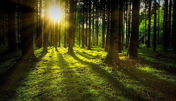 Son Dakika! Ankara da ormanlık alanlara girişler yasaklandı!