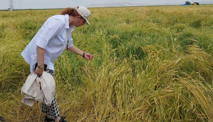 Amme arazisi ne anlama geliyor? Amme arazisi hangi arazilerdir?