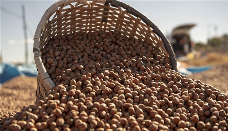 Bu ay borsalarda 19 bin tondan fazla fındık satıldı! Fındık fiyatları ne kadar oldu? Son dakika borsa rakamları!