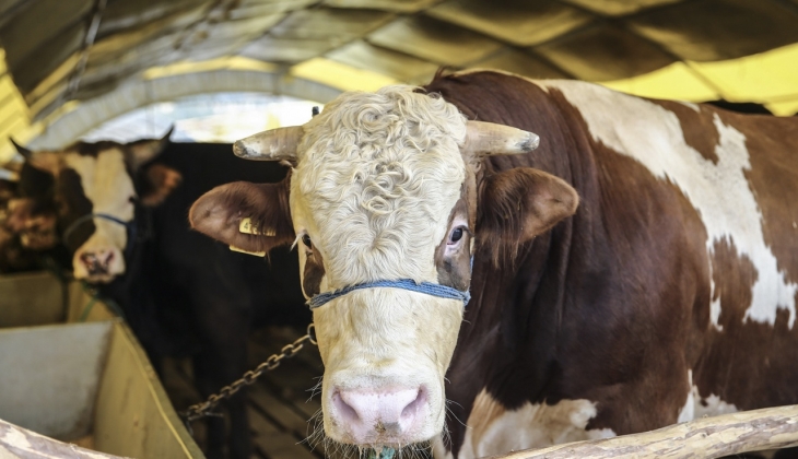 Federasyon Başkanı: Kurbanlık Fiyatları Yükseldi, Ancak Normal Seviyede!