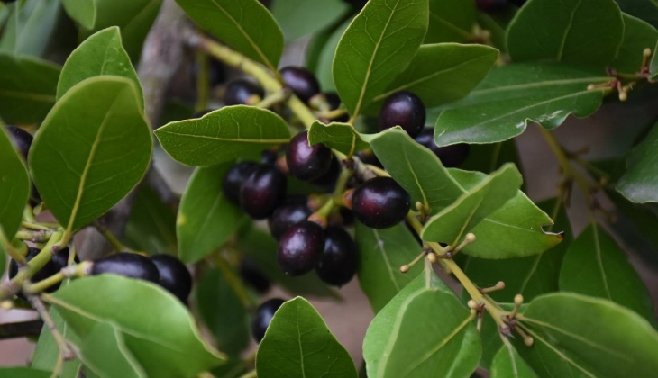 Çiftçiler dikkat! Bunun hem ismi güzel hem de kazandırdığı para güzel... Toprağınıza şimdi atın