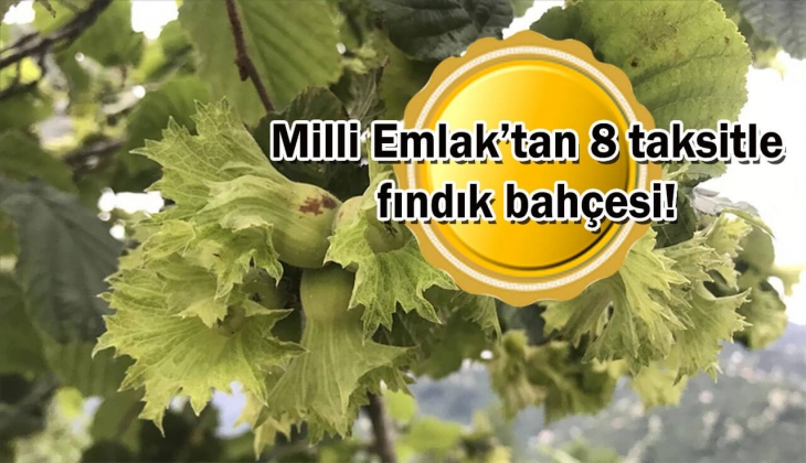 Milli Emlak 8 taksitle KDV'den muaf fındık bahçesi satacak! Bu fırsatı sakın kaçırmayın!