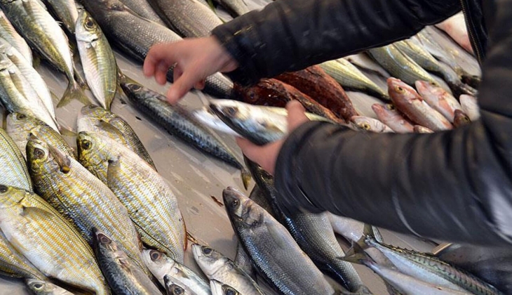 İstanbul Balık Hal fiyatları ne kadar? İşte 15 Haziran 2022 fiyat listesi