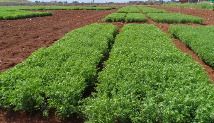 Mercimek 14, 50 TL’ye çıktı! 16 Ocak 2023 buğday mercimek ve mısır fiyatları ne kadar oldu?