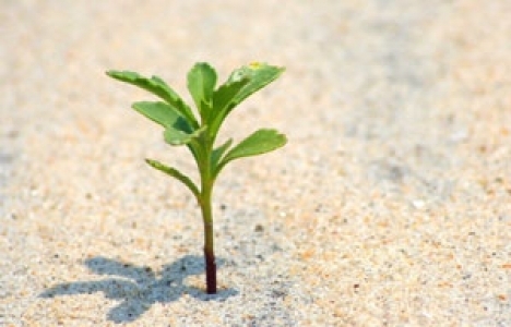 Kocaeli'ye 1,5 milyon fidan dikilecek!