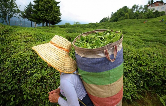 ÇAYKUR işçi alım kurası ne zaman? ÇAYKUR kura tarihini duyurdu! 
