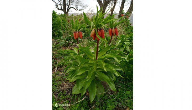 Sadece 20 gün yaşıyor! Bu çiçeği koparmanın cezası 244 bin TL! 