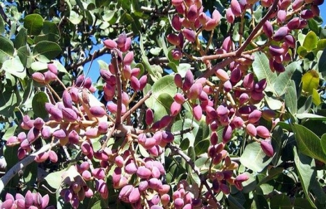 AB, Siirt'in fıstık işleme tesisi projesini kabul etti!