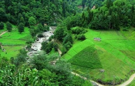 sit alanları ne demek