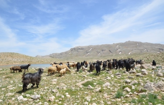 Antalya da Yörükler yaylalara taşınıyor!
