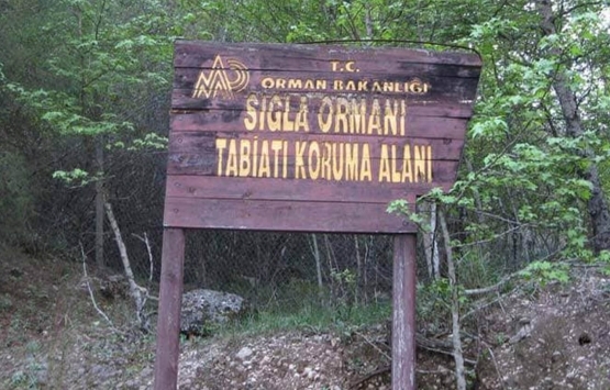 Muğla Sığla Ormanları koruma alanı olarak tescillendi!