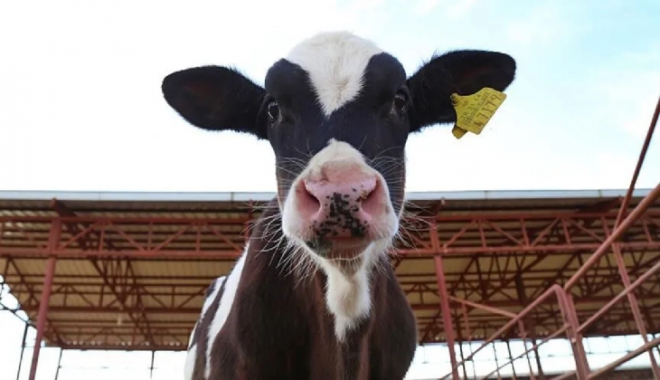 Düve alımının hibe desteği açıklandı! Düve alımı hibe desteği 2023 ne kadar oldu?