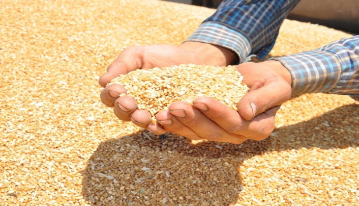 Buğday alım fiyatını TMO dan önce duyurdu! Piyasanın beklediği rakam belli oldu