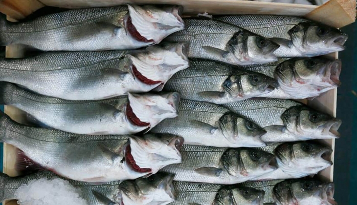 Ankara Balık Hali nde 1 kg karides 200 TL, 12 kg hamsi 150 TL! İşte 20 Ocak 2023 fiyat listesi...