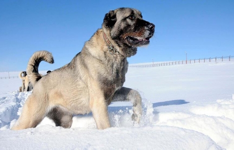 Kangal köpeklerine özel tesis geliyor!