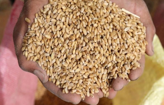 Buğday fiyatlarına bir haftada yüzde 40 zam! Ekmeğe zam mı gelecek?