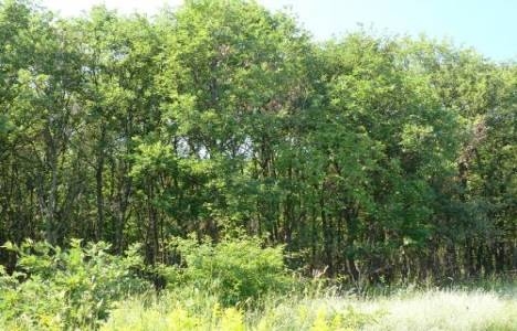 Arsa yatırımında nelere dikkat edilmeli?