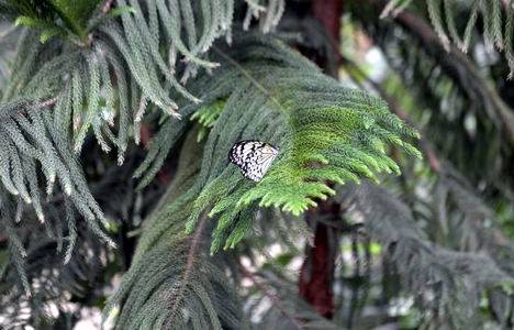 İstanbul Kelebek Çiftliği, Beykoz Zerzevatçı Köyü nde açıldı!