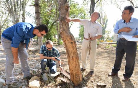 Atatürk Orman Çiftliği’ndeki hastalıklı ağaçlar kaldırılıyor!
