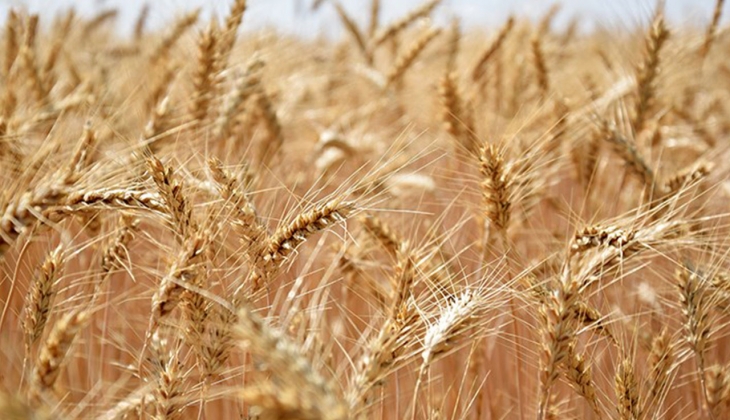 Buğday fiyatları uçtu! Ekmek fiyatlarına büyük zam yolda!