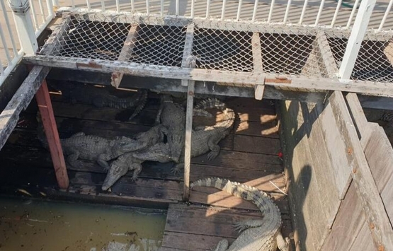 Yüzen evler mi yüzen hayaller mi?