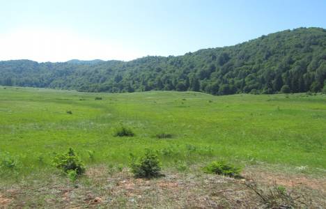 Verimli devlet ormanı nedir?