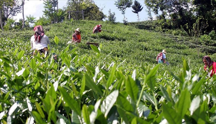 Çiftçiler hemen hesaplarınıza bakın! Bakan açıkladı: Bugün resmen hesaplara yatıyor! 