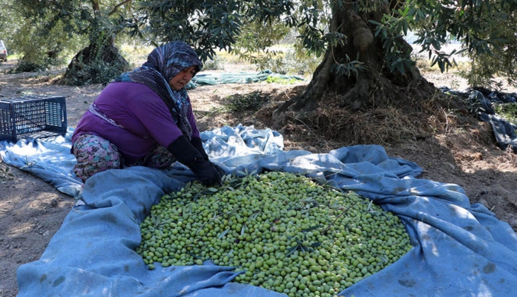Sofralık zeytinin başkentinde hedef 130 bin ton ihracat! Zeytin fiyatları ne kadar? İşte 2 Kasım 2022 fiyat listesi...