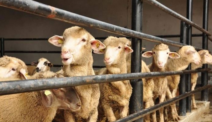 Kurban Bayramı na günler kala dolandırıcılıklar arttı: 3-4 bin TL ye kurban bağışı alınıyor! Aman dikkat!